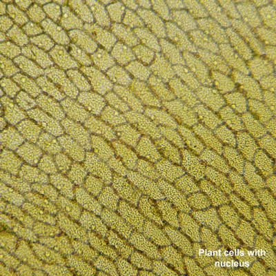 Мікроскоп Bresser Biolux LCD Touch 5MP HDMI 30x-1200x (5201020) (928558)