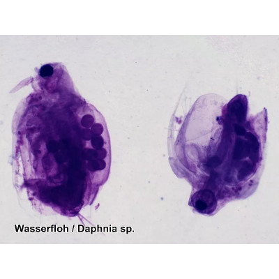 Набір мікропрепаратів Bresser 50 шт (5986002) (931507)