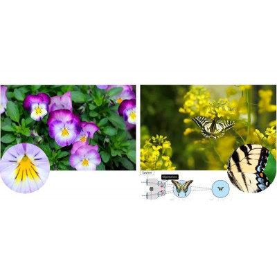 Бінокль Pentax UP 6.5x21 Papilio II (62001) 930260 Бінокль Pentax UP 6.5x21 Papilio II (62001) 930260
