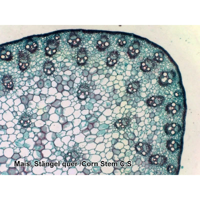 Набір мікропрепаратів Bresser 100 шт (5986003) (931508)