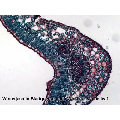 Набір мікропрепаратів Bresser 100 шт (5986003) (931508)
