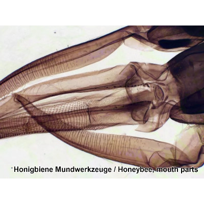 Набір мікропрепаратів Bresser 100 шт (5986003) (931508)