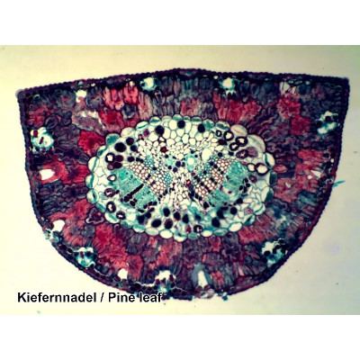 Набір мікропрепаратів Bresser 100 шт (5986003) (931508)