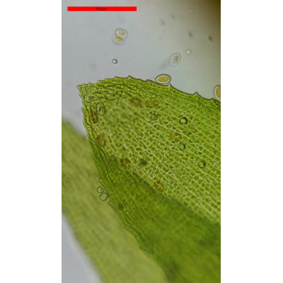 Мікроскоп Bresser Erudit Basic Bino 40x-400x з адаптером для смартфона (5102200) (922746)