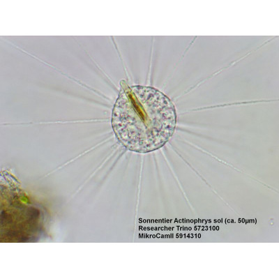 Мікроскоп Bresser Trino Researcher 40x-1000x (5723100) (908583)